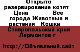 Открыто резервирование котят › Цена ­ 15 000 - Все города Животные и растения » Кошки   . Ставропольский край,Лермонтов г.